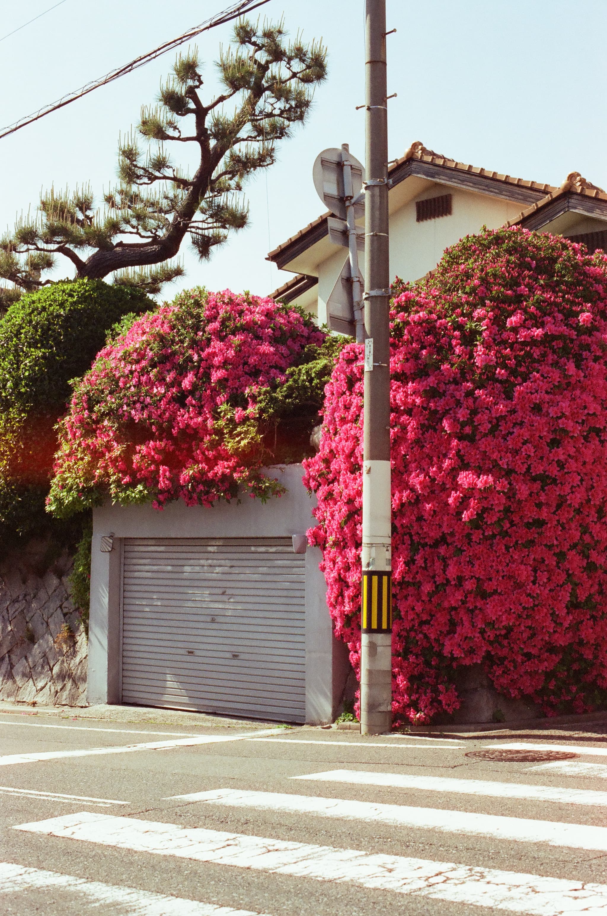 Candido 400 / Canon A-1