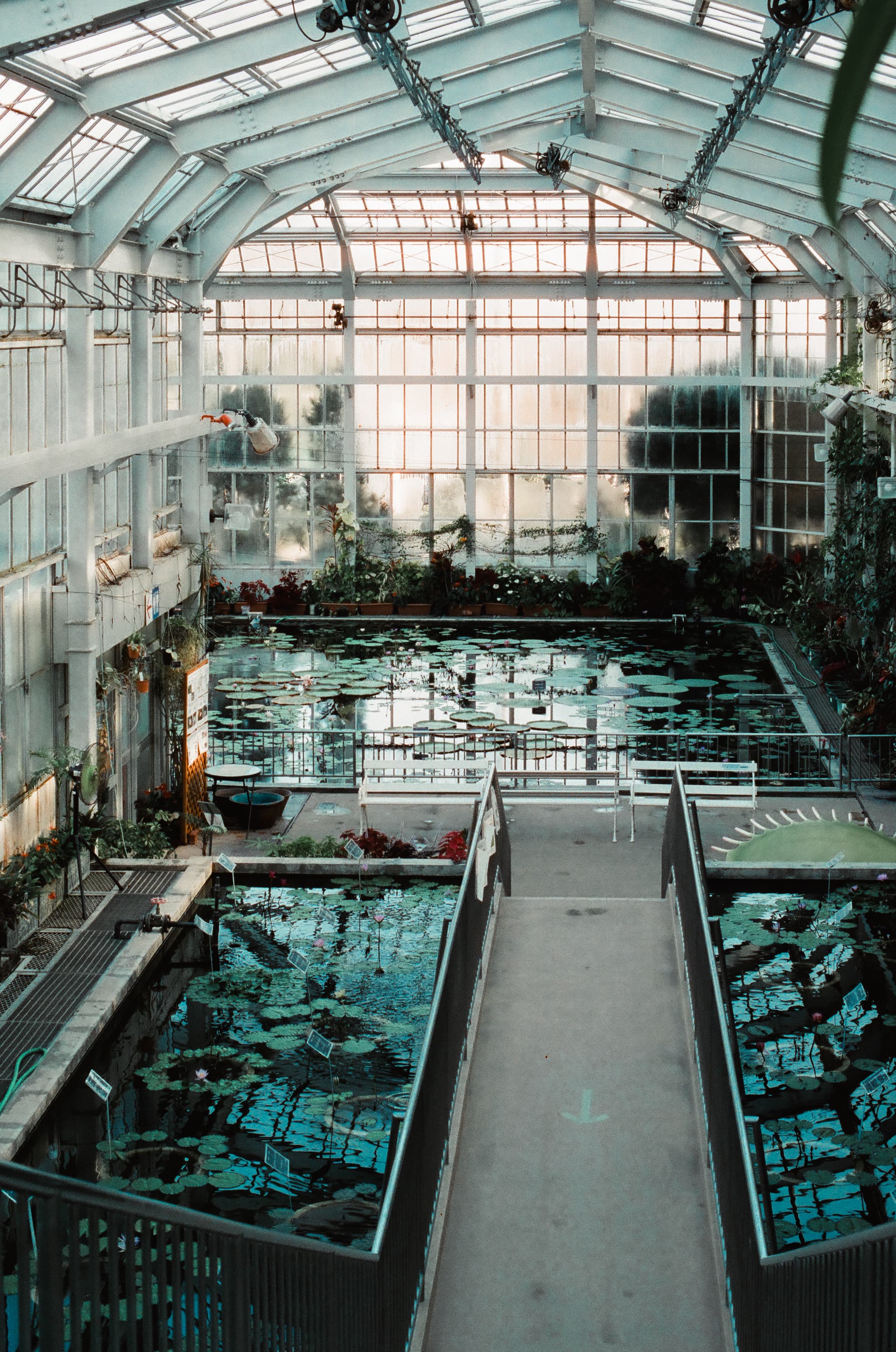 Cinestill 800T / Canon A-1